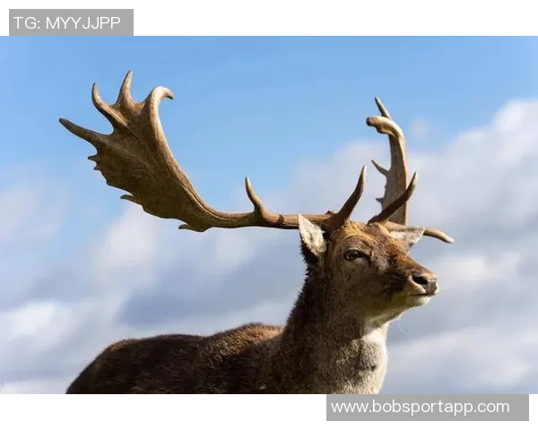 记者分析无字鹿获胜背后的深远意义彰显雄鹿实力不容忽视